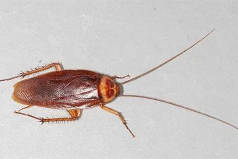 How to Get Rid of Roaches Coming From NeighborsRead More