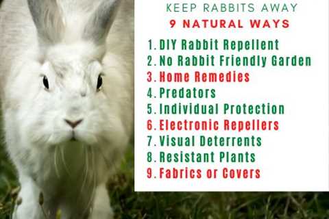 How to Keep Rabbits Out of the Garden