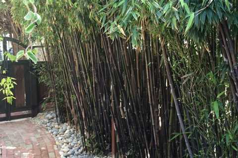 The Different Uses of Bamboo in Landscaping