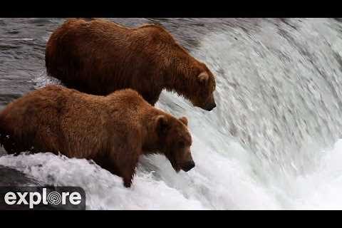 Brooks Falls - Katmai National Park, Alaska 2023 powered by EXPLORE.org