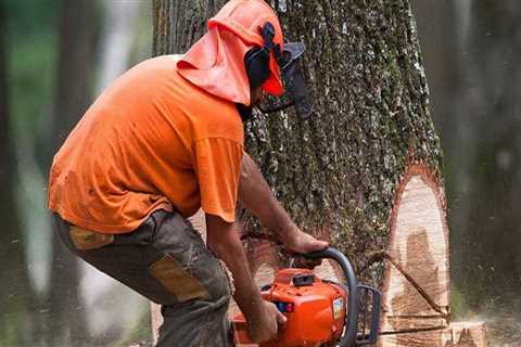 The Ultimate Guide To Cutting Down A Tree In Scottsdale, AZ: How It Affects Your Home Appraisal