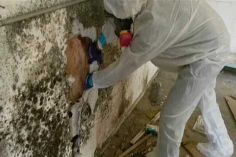 Transform Your Home With Mold Removal And House Painting In Hollywood, FL