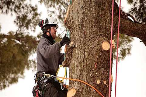 What is the highest level of arborist?