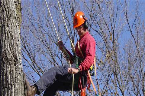 Which State Offers the Highest Pay for Arborists?