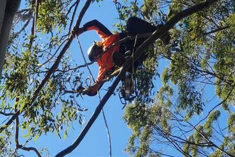 What isa tree service person called?
