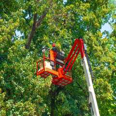 Boosting Curb Appeal: Why Tree Services Are Crucial When You Sell Your House In West Boxford, MA