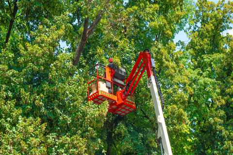 Boosting Curb Appeal: Why Tree Services Are Crucial When You Sell Your House In West Boxford, MA