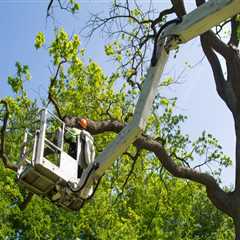 Boosting Real Estate Brokerage Deals In Newburg: The Game-changing Power Of Tree Service