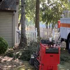 Transform Your Property: The Tree Service Advantage In Shively Real Estate Marketing