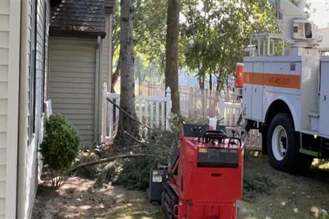 Transform Your Property: The Tree Service Advantage In Shively Real Estate Marketing