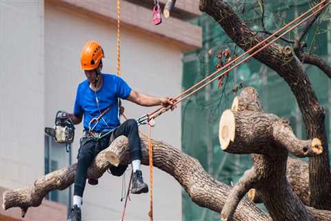 Why Tree Services Are Essential For Manufactured Homes In Storm-Prone Areas?