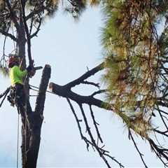 The Green Investment: Why Tree Services In Marion, NC Are Key To A Higher Home Appraisal