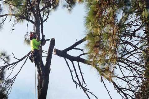 The Green Investment: Why Tree Services In Marion, NC Are Key To A Higher Home Appraisal