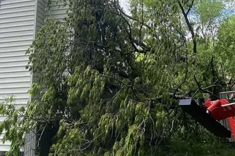 How Can Tree Trimming Services Enhance Your Home Building Project In Kalamazoo, Michigan?