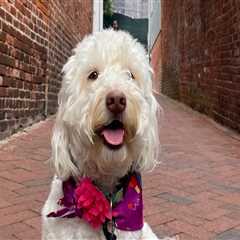 Exploring Pet-Friendly Southern Maryland: A Comprehensive Guide for Pet Owners