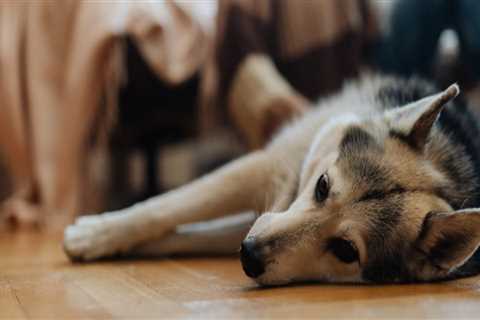 Navigating Pet Policies in Washington DC Condominiums