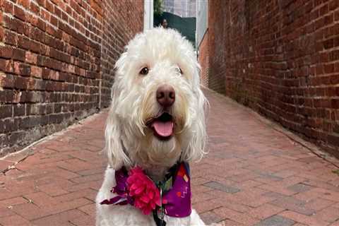 Exploring Pet-Friendly Southern Maryland: A Comprehensive Guide for Pet Owners