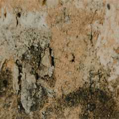 Transform Your Dallas-Fort Worth Home with Mold-Free Remodeling