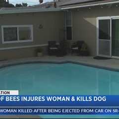 Swarm of bees leaves three hospitalized, one dog dead