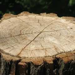 Property Solutions for Cleaner Outdoor Spaces: Expert Stump Grinding in Maysville, WV