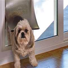 Enhance Your Home with Pet Door Installation by HomeStar in Salt Lake County