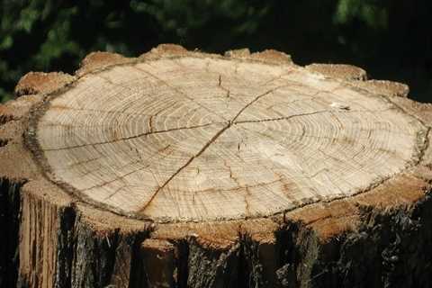 Property Solutions for Cleaner Outdoor Spaces: Expert Stump Grinding in Maysville, WV