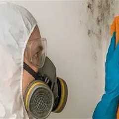 Protect Your Seattle Investment With Mold Removal Restoration and Smart Property Solutions