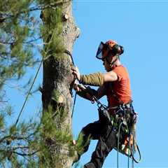 Tree Removal Services in Maysville: Maintaining Safe Outdoor Spaces for Senior Living Communities