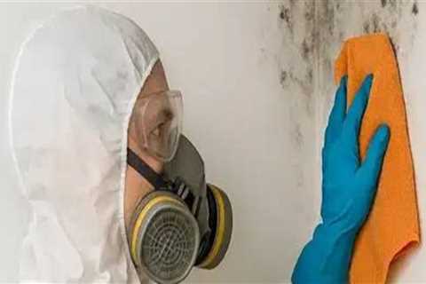 Protect Your Seattle Investment With Mold Removal Restoration and Smart Property Solutions