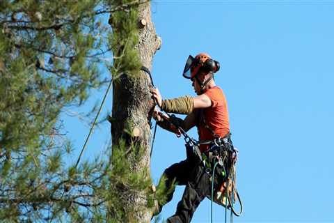 Tree Removal Services in Maysville: Maintaining Safe Outdoor Spaces for Senior Living Communities
