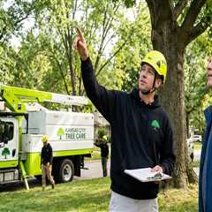 Sell My House for Cash in Grant County, WV: How an Arborist Consultation Can Help